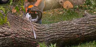 Canton, OH Tree Services Company